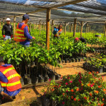 Canatuan's 'rehab team' takes care the seedlings at its nursery at the center of the rehabilitation areas