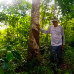 Subanon rubber trees 01